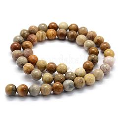 Natural Fossil Coral Beads Strands&nbsp;G-G763-12-8mm
