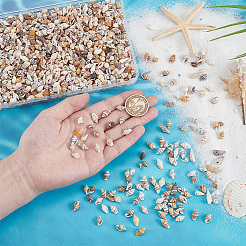 Mini Natural Shell Beads&nbsp;BSHE-PH0001-57A