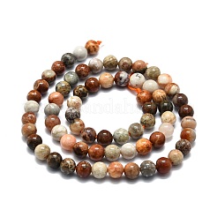 Natural Fossil Coral Beads Strands&nbsp;G-E576-03A