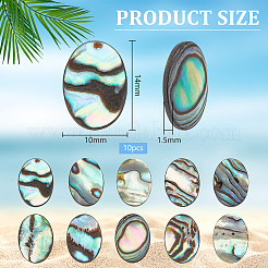 10Pcs Natural Paua Shell Cabochons&nbsp;FIND-BC0005-55