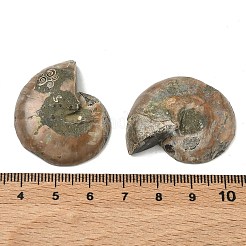 Natural Conch Fossil Cabochons&nbsp;SHEL-G021-01