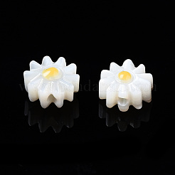 Natural Freshwater Shell Beads&nbsp;SHEL-N003-20A-01