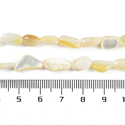 Natural Trochus Shell Beads Strands&nbsp;BSHE-H109-05