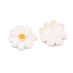 Natural Freshwater Shell Cabochons&nbsp;SHEL-B005-01