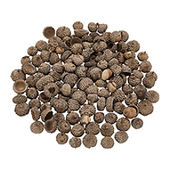 200Pcs Wood Acorn for Display Decorations&nbsp;AJEW-PH0008-19