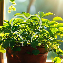 6Pcs Heart Acrylic Plant Growth Support&nbsp;DIY-DR0002-36