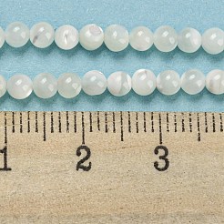 Natural Trochid Shell/Trochus Shell Beads Strands&nbsp;BSHE-Z005-04A