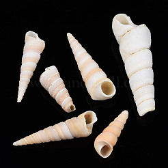 Natural Spiral Shell Beads&nbsp;SSHEL-S266-030