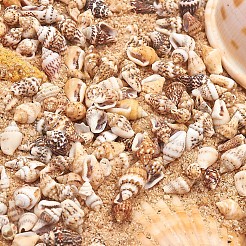 No Hole Spiral Shell Beads&nbsp;SSHEL-YW0001-01