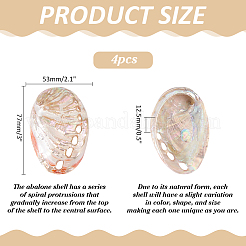 Natural Shell Display Decorations&nbsp;DJEW-WH0042-143D