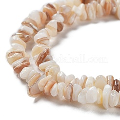 Natural Shell Beads Strands&nbsp;G-F328-45