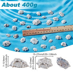400G Natural Shell Beads&nbsp;SHEL-GA0002-31