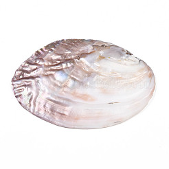 Natural Freshwater Shell Display Decorations&nbsp;SHEL-Q312-007