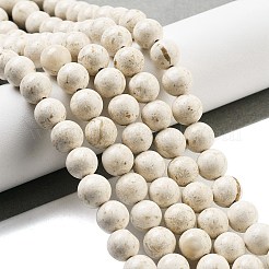 Natural Fossil Beads Strands&nbsp;G-H026-02C