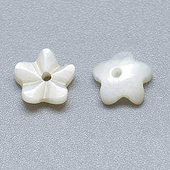 Natural White Shell Beads&nbsp;SSHEL-S260-005