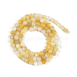 Natural Trochus Shell Beads Strands&nbsp;BSHE-H109-12B