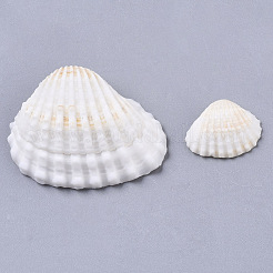 Natural Shell Beads&nbsp;SSHEL-S258-73