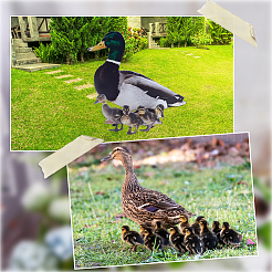 Double-sided Pattern Acrylic Garden Stake&nbsp;AJEW-WH0348-02D