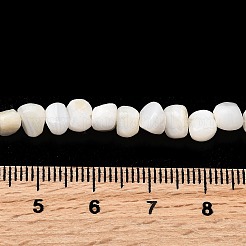 Natural Freshwater Shell Beads Strands&nbsp;SHEL-B003-05