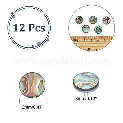 12Pcs Natural Abalone Shell/Paua Shell Cabochons&nbsp;SHEL-GA0001-15