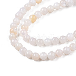 Natural Freshwater Shell Beads Strands&nbsp;BSHE-T009A-01B