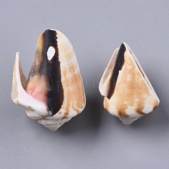 Natural Spiral Shell Beads&nbsp;SSHEL-S258-82