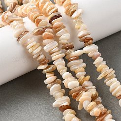 Natural Shell Beads Strands&nbsp;BSHE-G029-01B