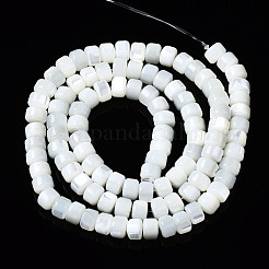 Natural Trochid Shell/Trochus Shell Beads Strands&nbsp;SSHEL-S266-016A-02