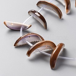 Natural Freshwater Shell Beads Strands&nbsp;SHEL-C001-01
