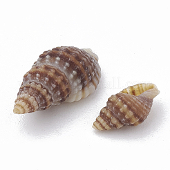 Sea Shell Beads&nbsp;SSHEL-S258-03