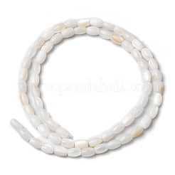 Natural Freshwater Shell Beads Strands&nbsp;SHEL-K006-06