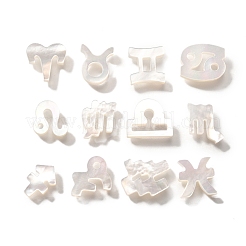 12Pcs 12 Styles Natural White Shell Beads&nbsp;BSHE-Z008-12