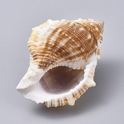 Large Natural Conch Shells&nbsp;DJEW-WH0007-11B