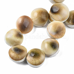 Natural Trumpet Shell Bead Strands&nbsp;SSHEL-N034-113