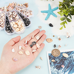 6 Styles Natural Shell Beads Display Ornaments&nbsp;SHEL-PH0001-46
