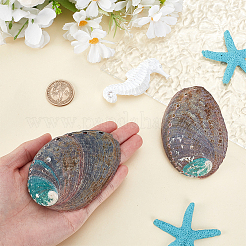 Natural Abalone Shell Display Decoration&nbsp;FIND-WH0817-038A