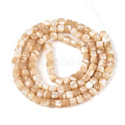 Natural Trochid Shell/Trochus Shell Beads Strands&nbsp;BSHE-T014-52B-01