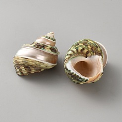 Natural Shell&nbsp;FIND-WH0816-035