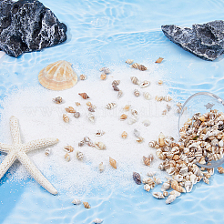 1550Pcs Natural Spiral Shell Beads&nbsp;SSHEL-DC0001-04