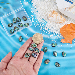 20Pcs Natural Paua Shell Cabochons with Enamel&nbsp;BSHE-WR0001-04