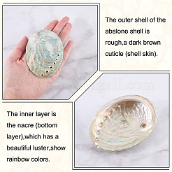 4Pcs Natural Shell Display Decorations&nbsp;DJEW-ME0001-23