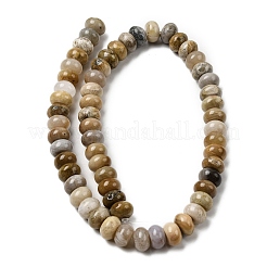 Natural Fossil Coral Beads Strands&nbsp;G-A280-A08-03