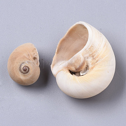 Natural Conch Shell Beads&nbsp;SSHEL-S258-78