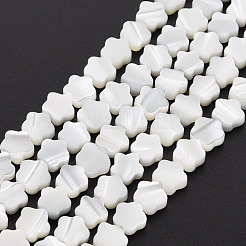 Natural Trochid Shell/Trochus Shell Beads Strands&nbsp;SSHEL-T014-43A-01