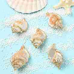 5Pcs Natural Sea Shell Big Pendants with Golden Brass Edge&nbsp;BSHE-YW0001-16