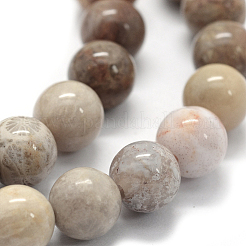 Natural Fossil Coral Beads Strands&nbsp;G-G763-12-12mm