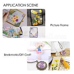 Pressed Dried Flowers&nbsp;X-DIY-H153-A02