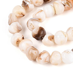 Natural Freshwater Shell Beads Strands&nbsp;SHEL-T020-17