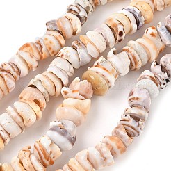 Natural Shell Beads Strands&nbsp;SSHEL-F304-01