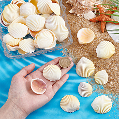 40Pcs Natural Shell for Aquarium Fish Tank Ornaments&nbsp;SHEL-PH0001-69C
